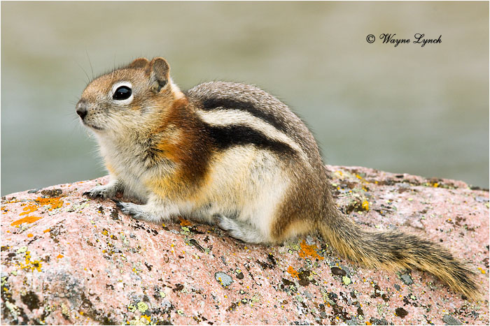 Golden-mantled Ground Squirrel 101 by Dr. Wayne Lynch &copy;